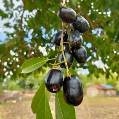 Black Massaranduba fruit tree, Manilkara salzmannii, featuring evergreen foliage and fruit in a tropical garden setting.