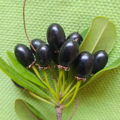 Black Massaranduba fruit tree, Manilkara salzmannii, featuring evergreen foliage and fruit in a tropical garden setting.