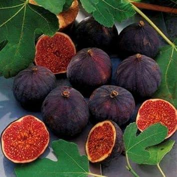 black mission fig seeds