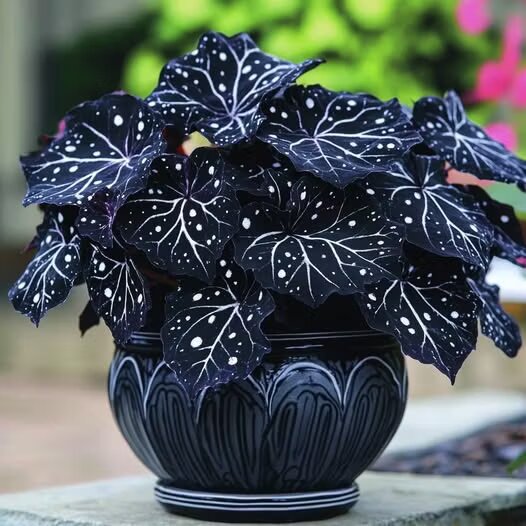 Black Moonlight Butterfly Begonia plant with dramatic dark foliage and contrasting leaf patterns, displayed as an ornamental plant for indoor gardens and shaded spaces.