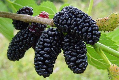 Black Mulberry Fruit Seeds for Planting – Heirloom Non-GMO Garden Seeds
