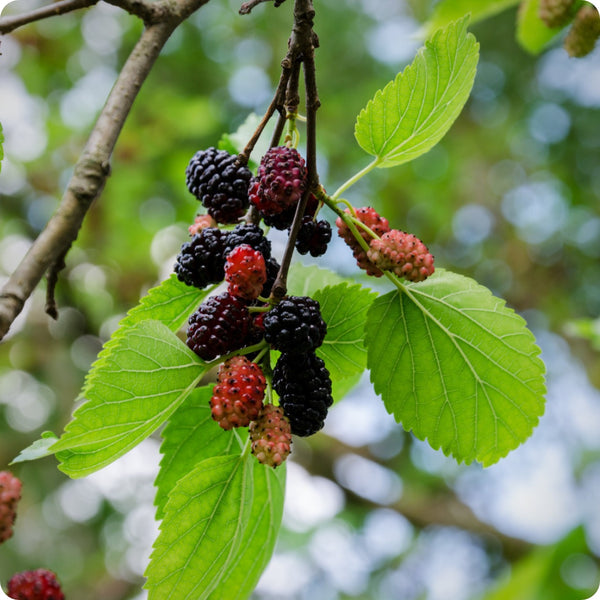 black mulberry seeds
