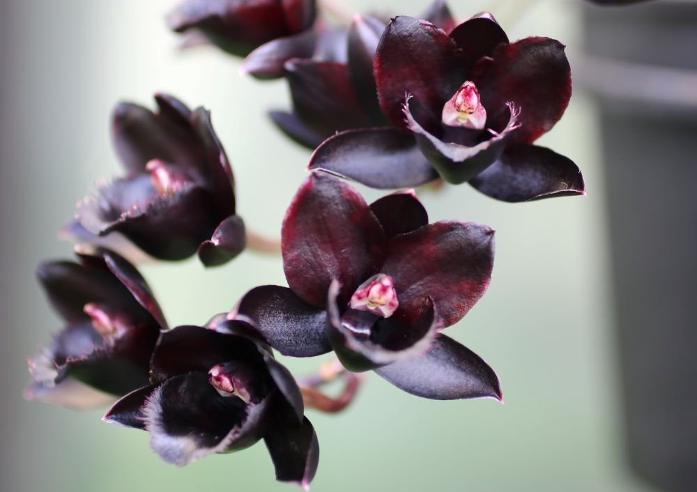 Black Duck flower seeds