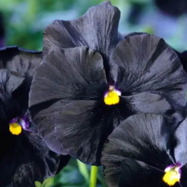 Pezzi Halloween II plant