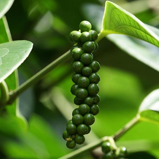 Black Pepper Herb Seeds for Planting – Piper nigrum pepper vine seeds for home gardens