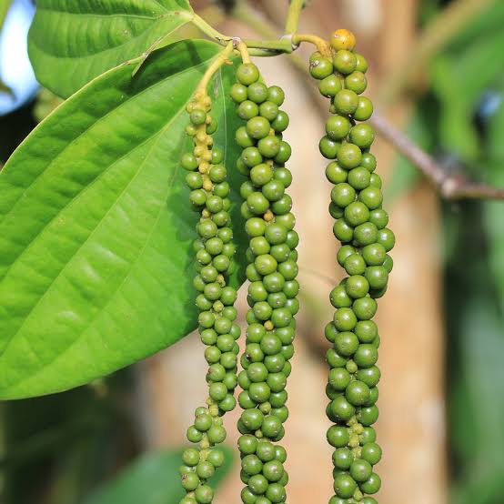 Black Pepper Herb Seeds for Planting – Piper nigrum pepper vine seeds for home gardens