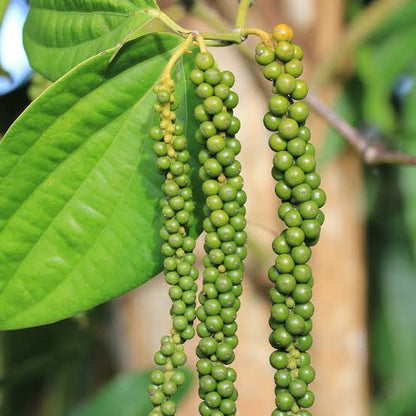 Black Pepper Herb Seeds for Planting – Piper nigrum pepper vine seeds for home gardens