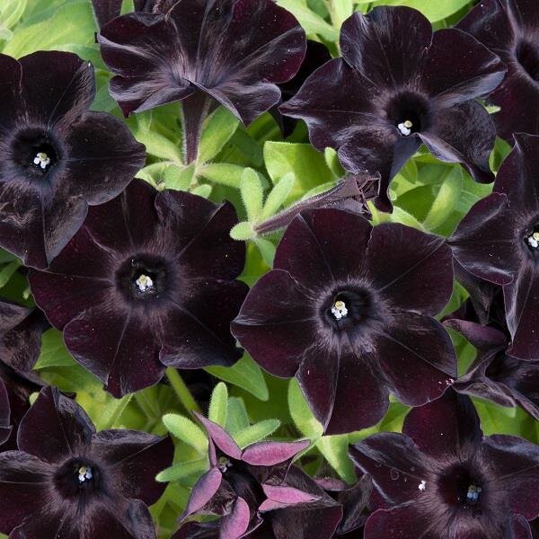 Black Petunia flower seeds