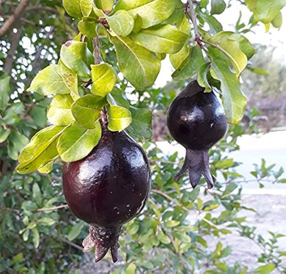 black pomegranate seeds
