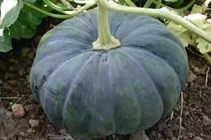 Black Pumpkin Seeds for Planting – Heirloom Non-GMO Garden Seeds