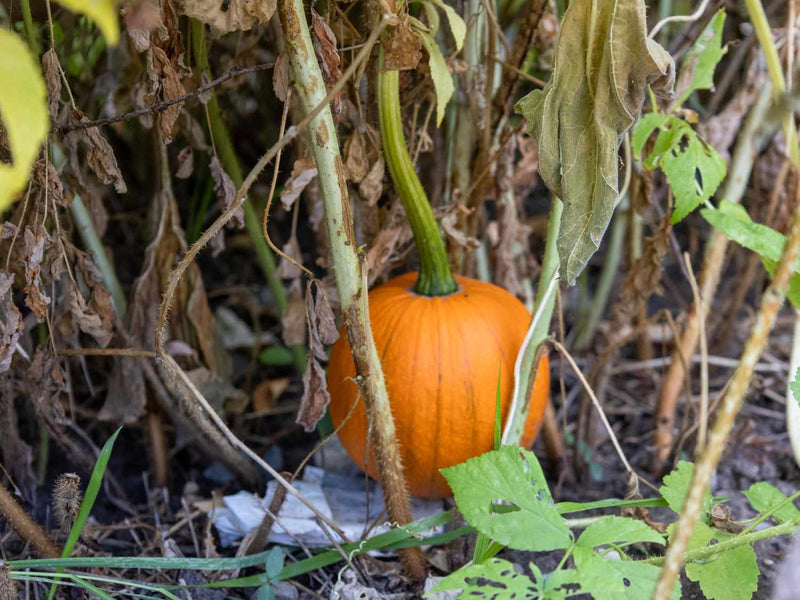Black Pumpkin Seeds for Planting – Heirloom Non-GMO Garden Seeds