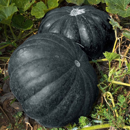 Black Pumpkin Seeds