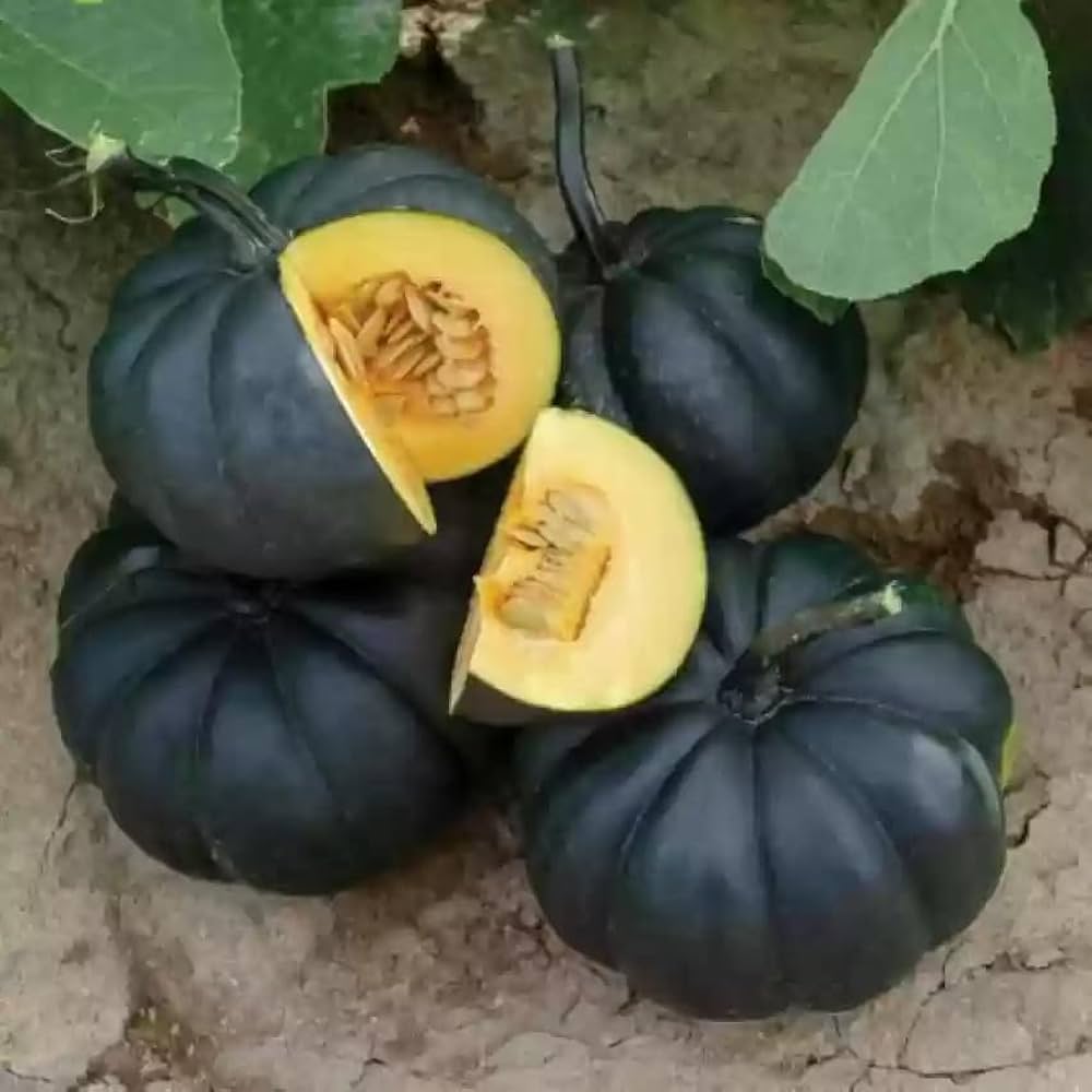 Black Pumpkin Seeds