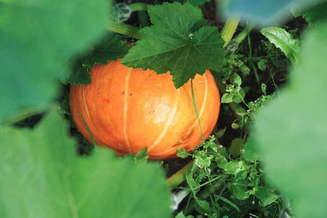 Black Pumpkin Seeds