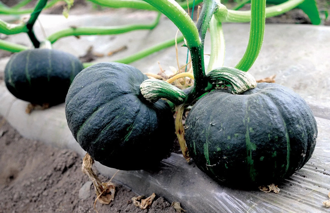 Black Pumpkin Seeds