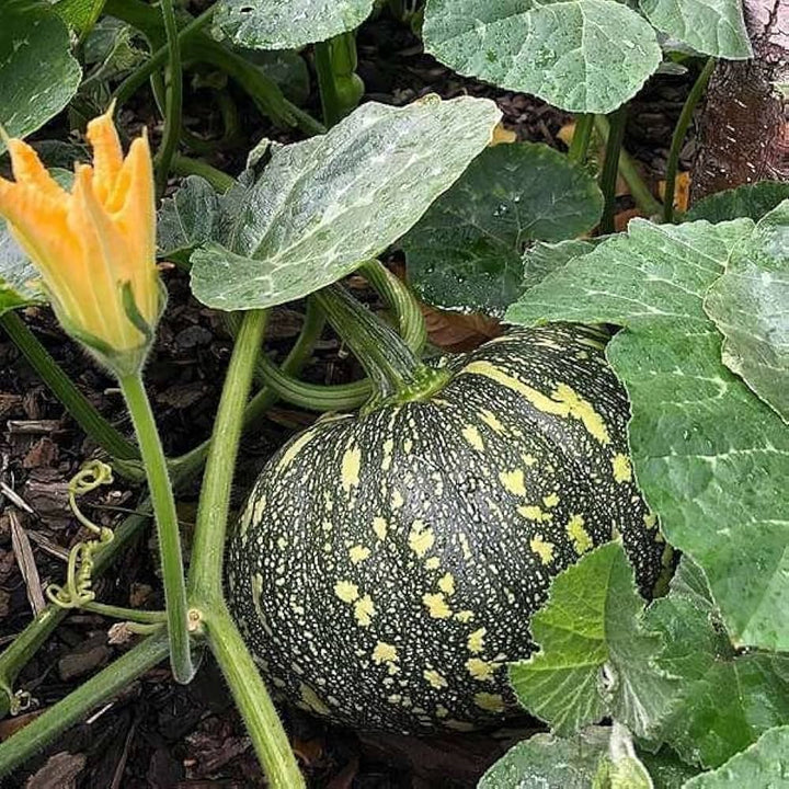 Black Pumpkin Seeds
