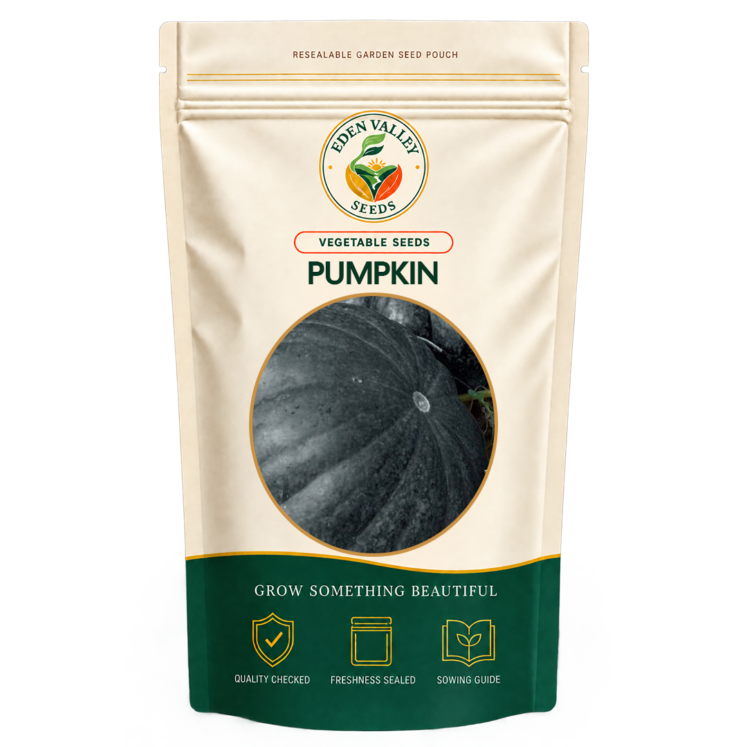 Black Pumpkin Vegetable Seeds for home gardens
