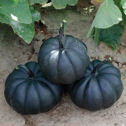 Black Pumpkin Seeds for Planting – Heirloom Non-GMO Garden Seeds