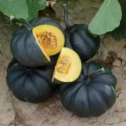 Black Pumpkin Seeds for Planting