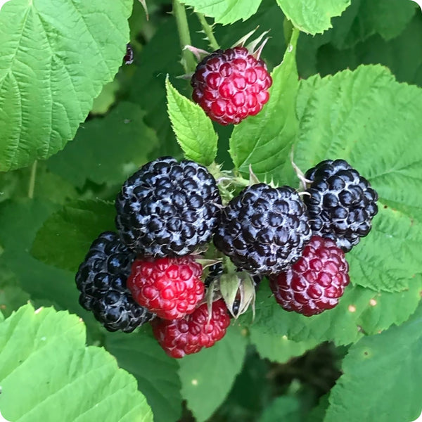 Black Raspberry Fruit Seeds for Planting – Heirloom Non-GMO Garden Seeds
