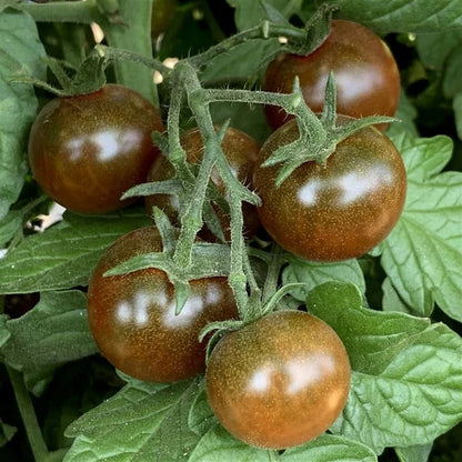 Black Red Tomato Seeds