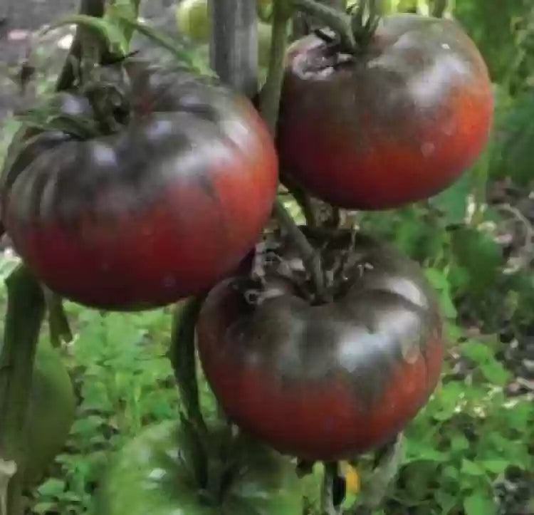 Black Red Tomato Seeds for Planting – Heirloom Non-GMO Garden Seeds