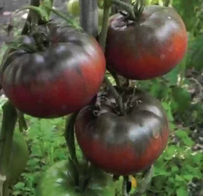 Black Red Tomato Seeds for Planting – Heirloom Non-GMO Garden Seeds
