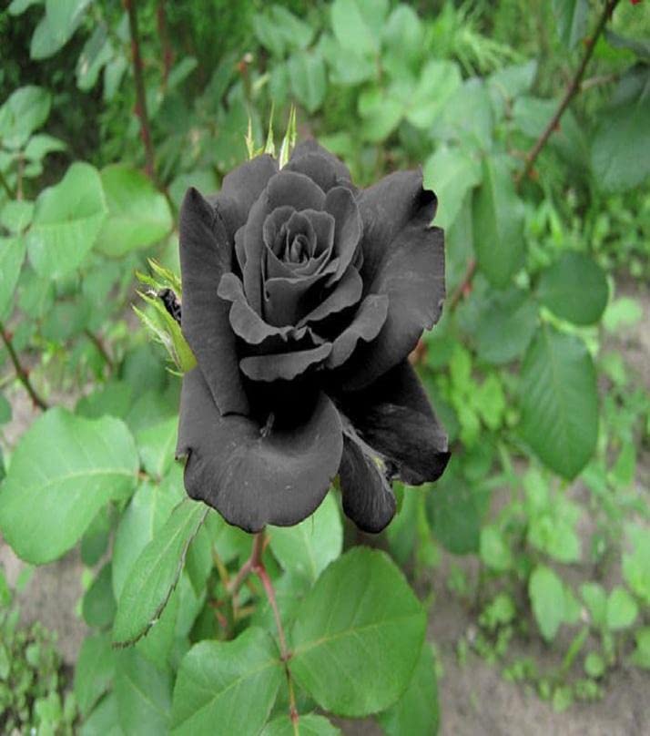 Black Rose flower seeds