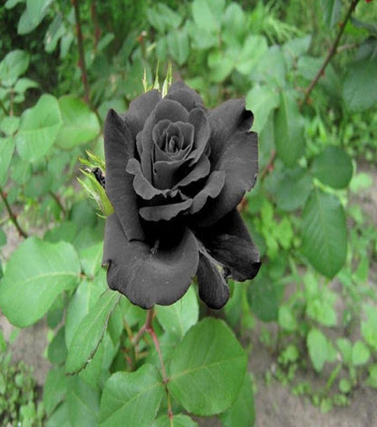 Black Rose flower seeds