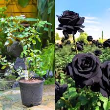 Dark Burgundy Rose Flowers Blooming in Garden