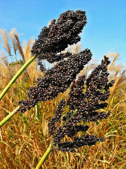 Black Sorghum Seeds for Planting with dark grains and mature sorghum plants
