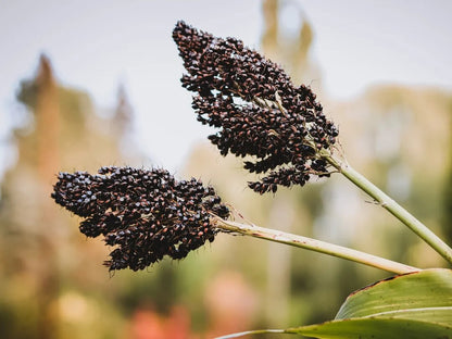 Black Sorghum Seeds for Planting with dark grains and mature sorghum plants