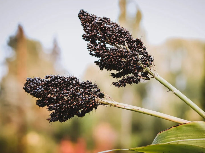 Black Sorghum Seeds for Planting with dark grains and mature sorghum plants