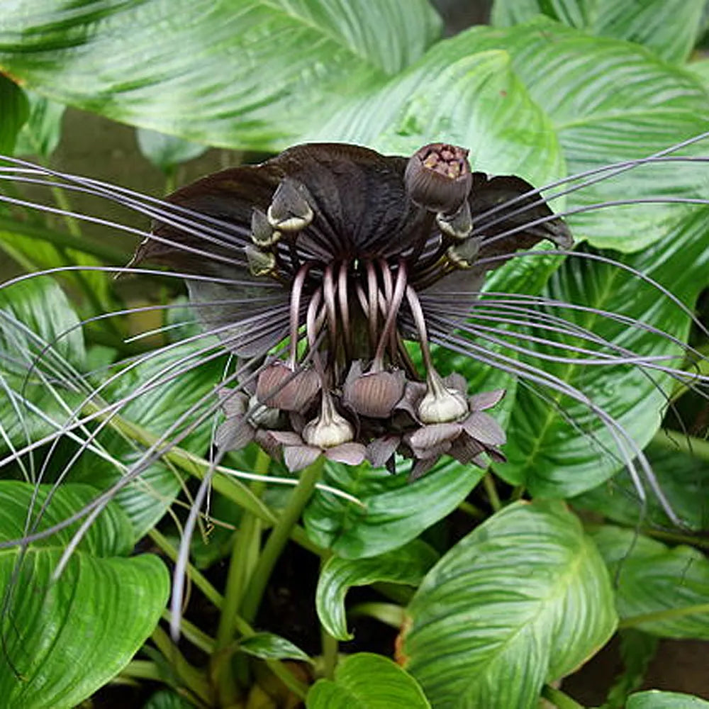 Black Tacca flower seeds