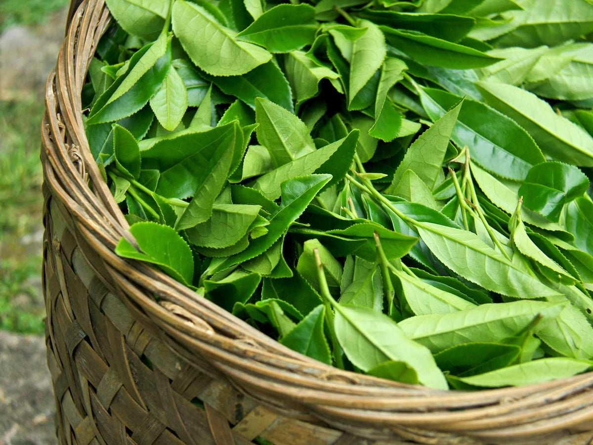 Black tea plant (Camellia sinensis) growing with glossy green leaves in a home garden