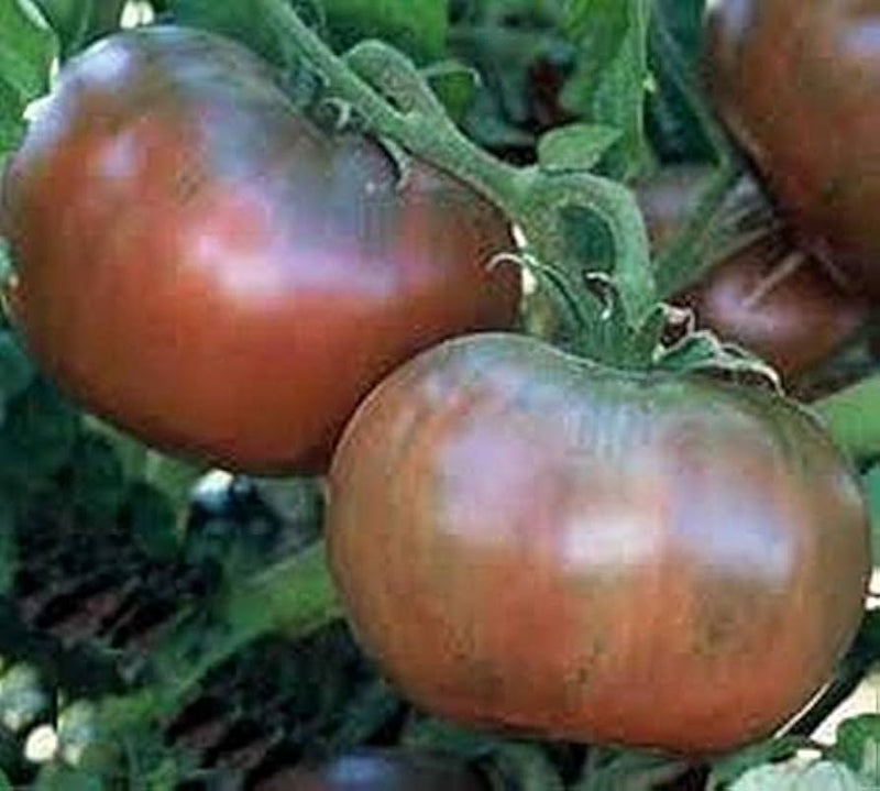 Black Tomato Seeds for Planting – Heirloom Non-GMO Garden Seeds