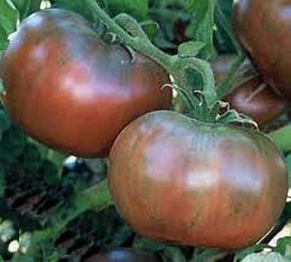 Black Tomato Seeds for Planting – Heirloom Non-GMO Garden Seeds