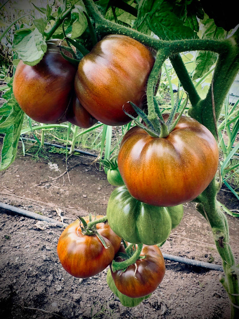 Black Pink Tomato Seeds for Planting – Heirloom Non-GMO Garden Seeds