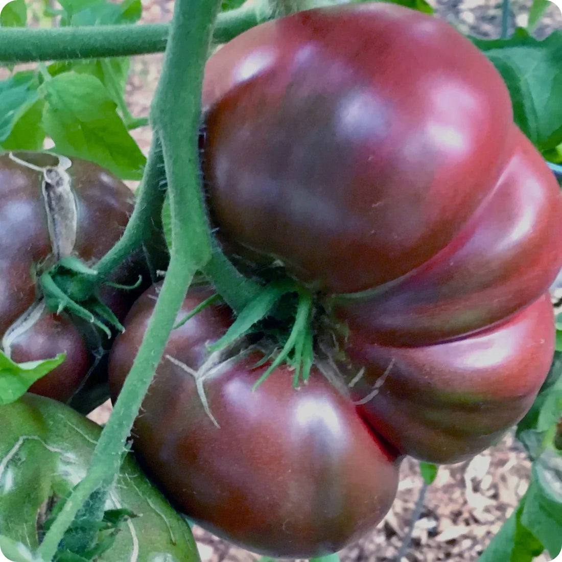 Black Tomato Seeds