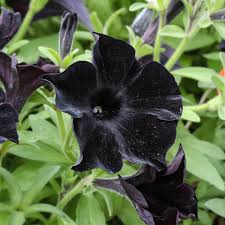 Black Velvet flower seeds