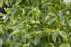 Black Walnut Tree Seeds for Planting – Heirloom Non-GMO Garden Seeds