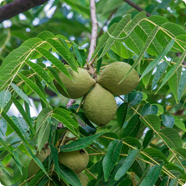 black walnut seeds