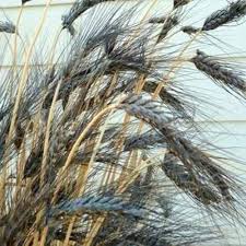 Black Wheat Plants Growing in Garden