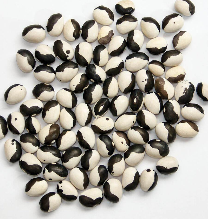 Black Bean Seeds for Planting – Heirloom Non-GMO Garden Seeds