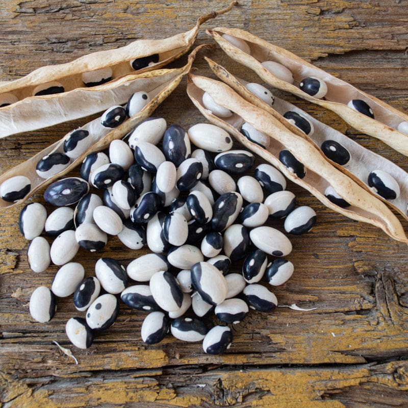 Black Bean Seeds