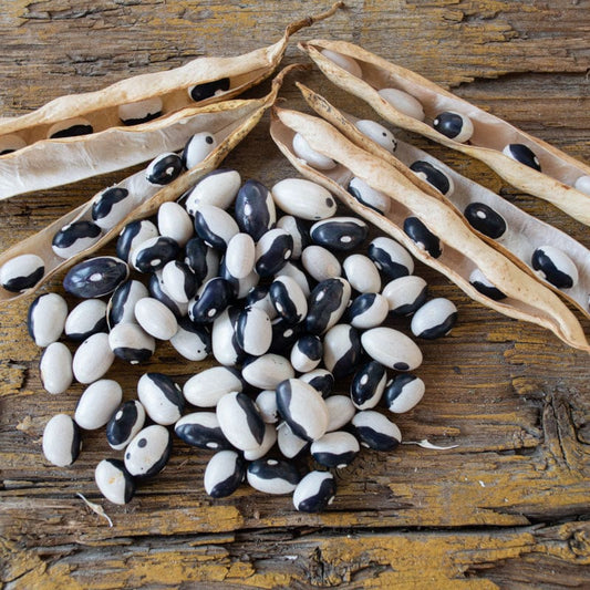 Black Bean Seeds