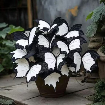 Moonlight Butterfly Begonia plant with distinctive black and white patterned foliage, displayed as an ornamental plant for indoor spaces and shaded gardens.