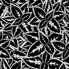 Black White Coleus plant