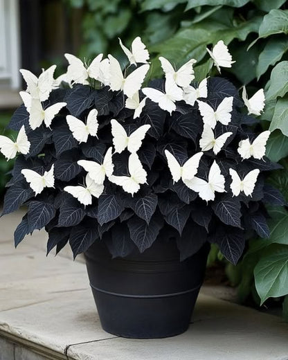 Moonlight Butterfly Begonia plant with distinctive black and white patterned foliage, displayed as an ornamental plant for indoor spaces and shaded gardens.