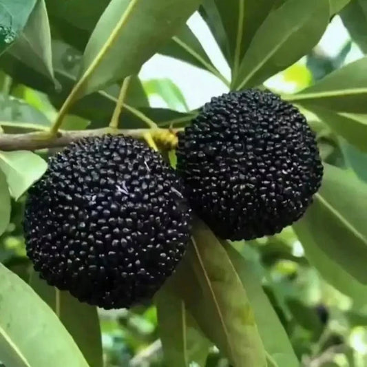 Black Chinese Bayberry Fruit Seeds for Planting – Exotic Fruit Tree Seeds